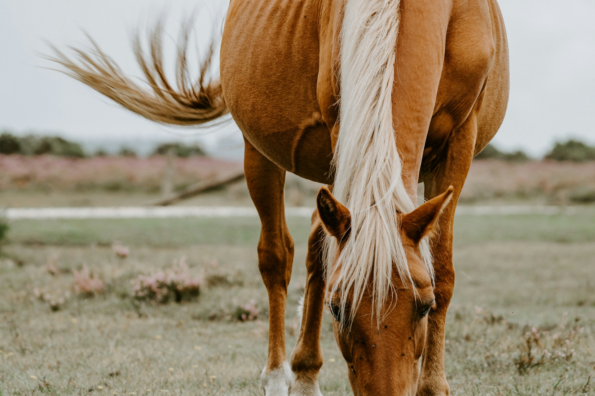 Horse eating grain from a feed bucket in a BC barn