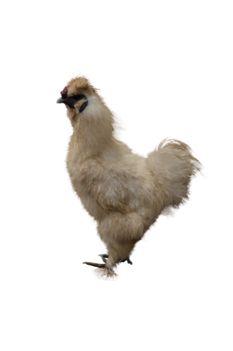 Backyard hen